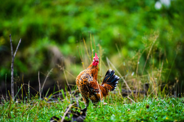 chicken on a farm