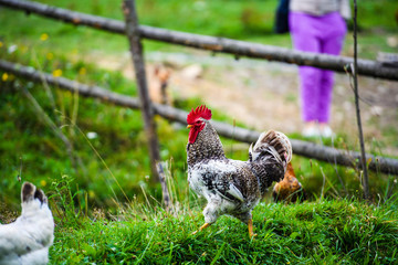 chicken on a farm