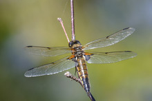 Four-spotted Chaser (Libellula Quadrimaculata) Perching On A Branch