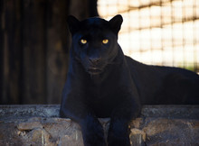 panther-free-stock-photo-public-domain-pictures