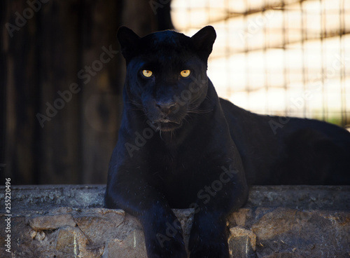 Foto  beautiful black panther