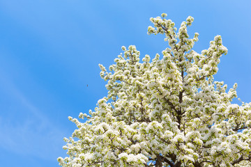 Blooming tree branches with white flowers, blue sky