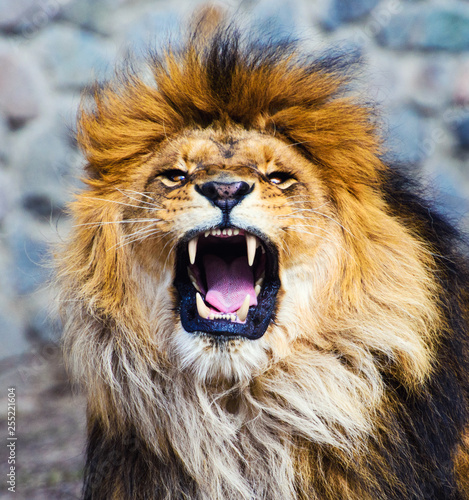 Foto  Beautiful Mighty Lion