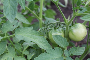 green tomatoes in the garden