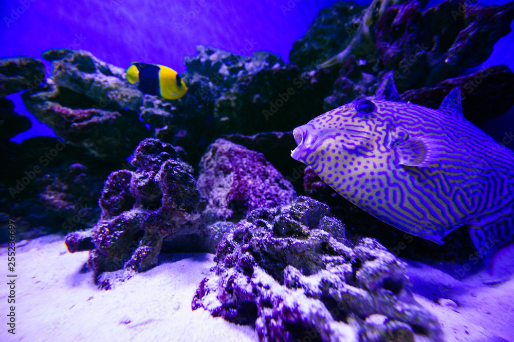 Wonderful and beautiful underwater world with corals and tropical fish. - obrazy, fototapety, plakaty 