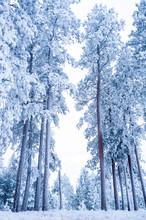 Snow Covered Trees In Forest