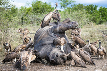 White Backed Vultures Feeding On Poached White Rhinoceros