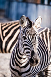 Fototapeta Konie - Zebra portrait outdoor