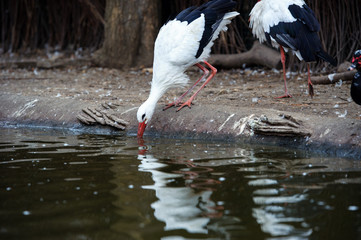 Beautiful white stork