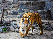 Beautiful Amur Tiger