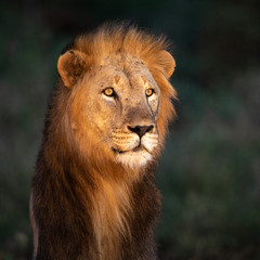 nightly portrait of male lion