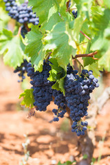 Wall Mural - Branch of the Primitivo di Manduria grape, organic vineyard in Salento, natural conditions, Puglia, Italy