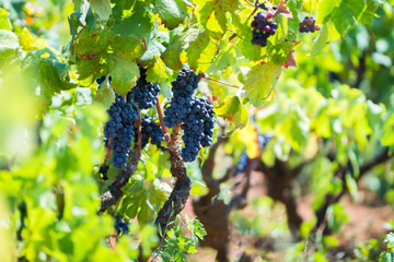 Wall Mural - Branch of the Primitivo di Manduria grape, organic vineyard in Salento, natural conditions, Puglia, Italy