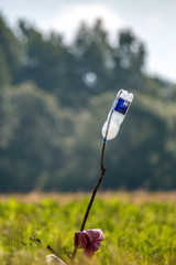 Wall Mural - Plastic bottle in green field.