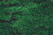Green Moss On Old Concrete Wall. Green Moss Nature Dark Green Tone Background