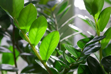 Evergreen Leaves Of Zamioculcas Houseplant. Tropical Leaves Pattern Background.indoors Plants And Flowers Concept.