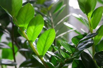 evergreen leaves of zamioculcas houseplant. tropical leaves pattern background.indoors plants and fl