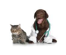 Cute Dog In Uniform With Stethoscope As Veterinarian And Cat On White Background