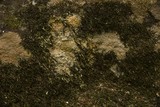 Fototapeta Dmuchawce - dry moss on stone in nature texture and background
