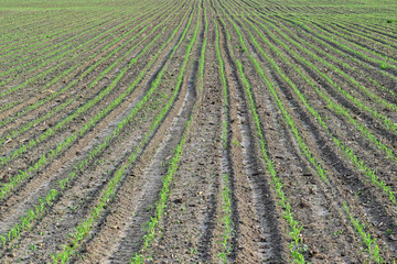 Young green corn farm in springtime