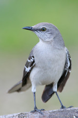 Wall Mural - Mimus polyglottos Mockingbird perched on a trunk backyard home feeder