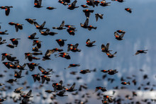 Red Winged Blackbird (Agelaius Phoeniceus) Migration Flies In Amazing Formation Over Farmlands On A Late Winter Morning