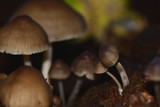Fototapeta  - Mushrooms