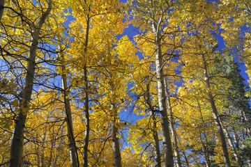 Wall Mural - Background of Aspen trees with fall colors against a blue bright sky.