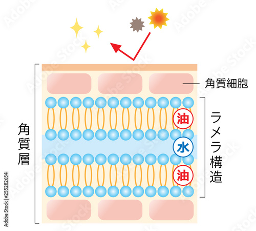 ラメラ構造が整った肌 断面図 Stock Vector Adobe Stock ラメラ構造が整った肌 断面図 Stock Vector Adobe Stock