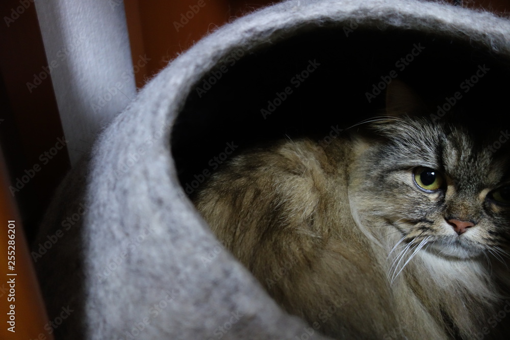 隠れる猫 の Stock フォト | Adobe Stock