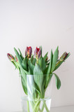 Fototapeta Tulipany - bouquet of tulips in a vase isolated on white