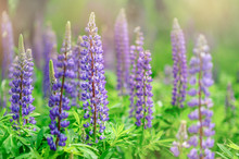 Purple Lupins In Nature 