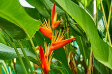 Bright Orange Heliconia Golden Torch (Heliconia Psittacorum X Heliconia Spathocircinata) In Guyana, South America