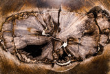 Fototapeta Tęcza - Petrified Wood