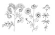 Meadow flowers and grass black and white vector graphics