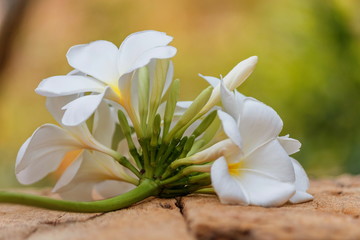 Plumeria flowers are blooming on old wooden floors.