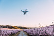 Dron flying over field of flowers