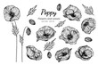 Collection set of poppy flower and leaves drawing illustration.