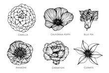Collection Set Of Flower Drawing Illustration.