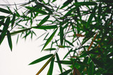 Fototapeta Sypialnia - Bamboo forest. Nature. Japan, China. Plant. Green tree with leaves. Rainforest in Asia.