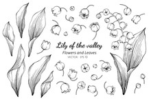 Collection Set Of Lily Of The Valley Flower And Leaves Drawing Illustration.