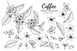 Collection set of coffee flower and leaves drawing illustration.