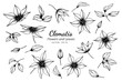 Collection set of clematis flower and leaves drawing illustration.