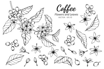 Wall Mural - Collection set of coffee flower and leaves drawing illustration.