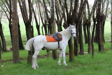 Wall Mural - White horse waiting on the farm