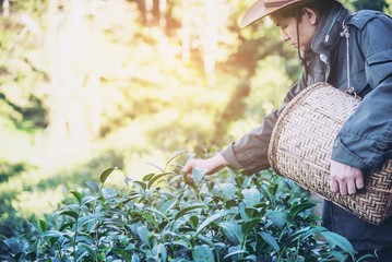 Man harvest / pick fresh green tea leaves at high land tea field in Chiang Mai Thailand - local people with agriculture in high land nature concept