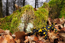 Feuersalamander (Salamandra Salamandra Salamandra) - Fire Salamander