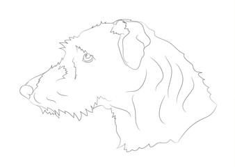 Wall Mural - dog portrait, lines, vector