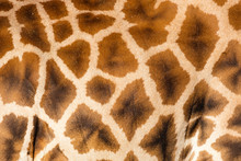 Hautmuster, Giraffe, ( Giraffa)
