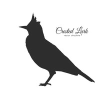 Silhouette Of Crested Lark. Little Bird On White Background